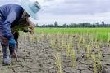 Đông Nam Á lo mất gạo vì El Nino